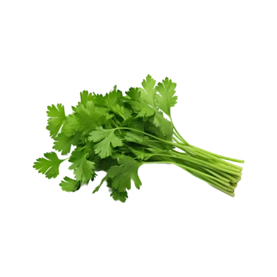 Organic Cilantro