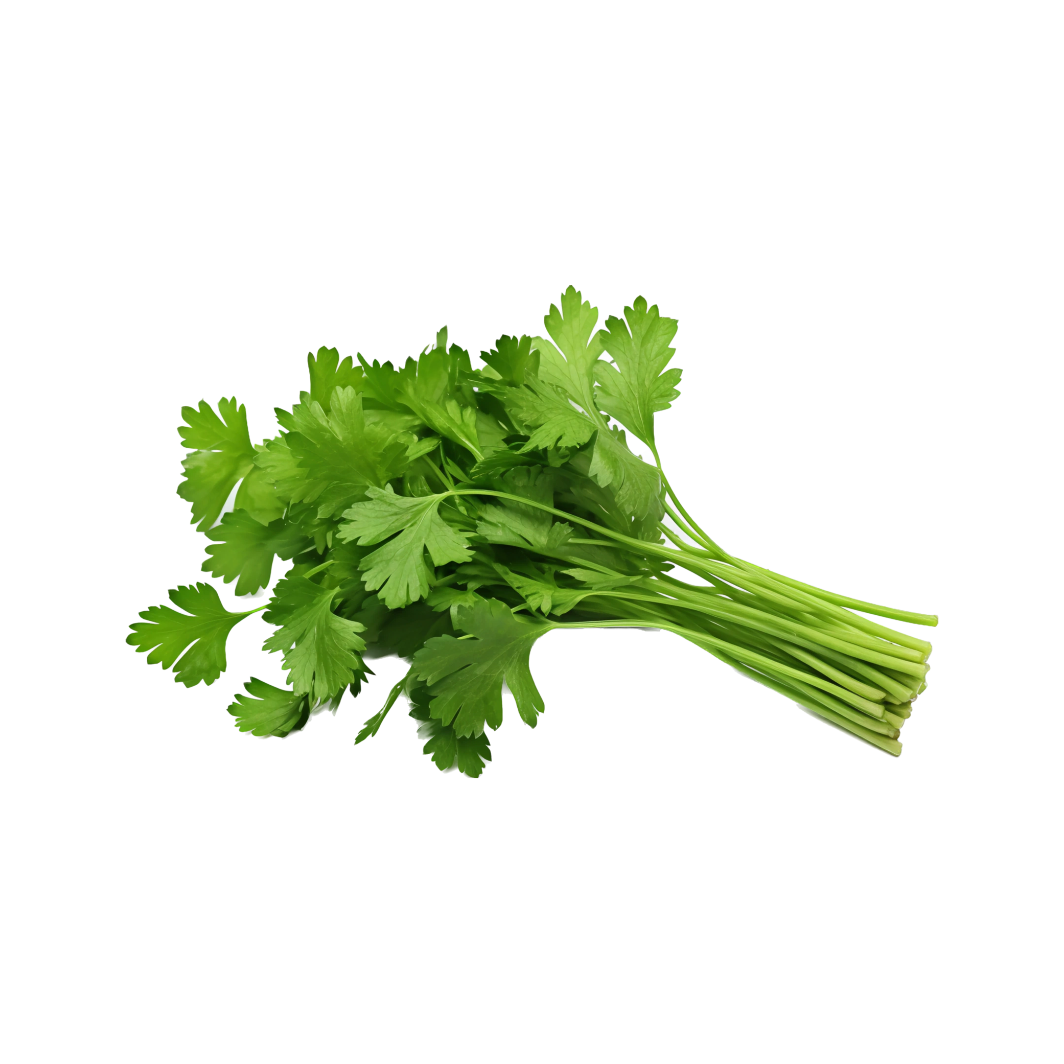 Organic Cilantro