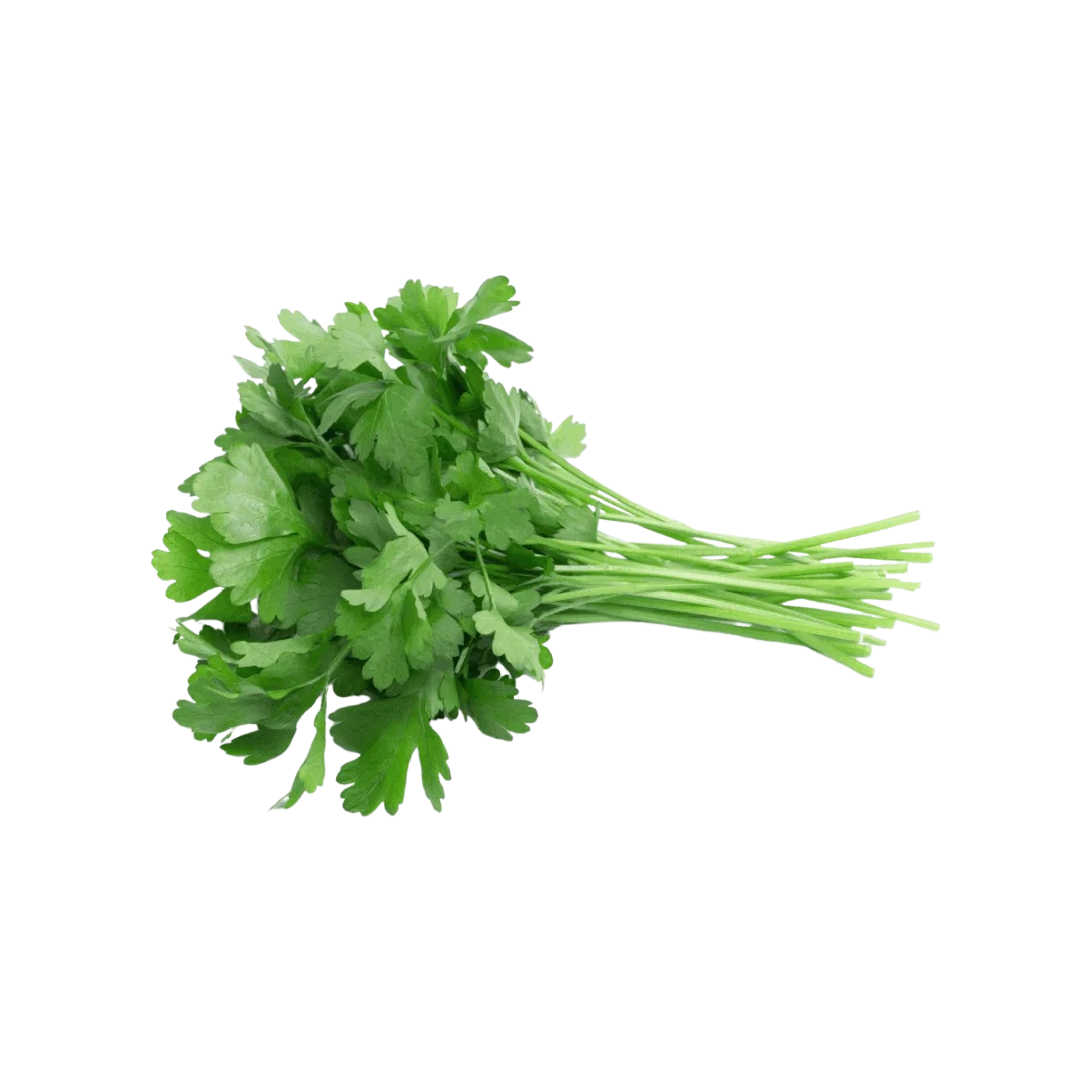 Organic Italian Parsley