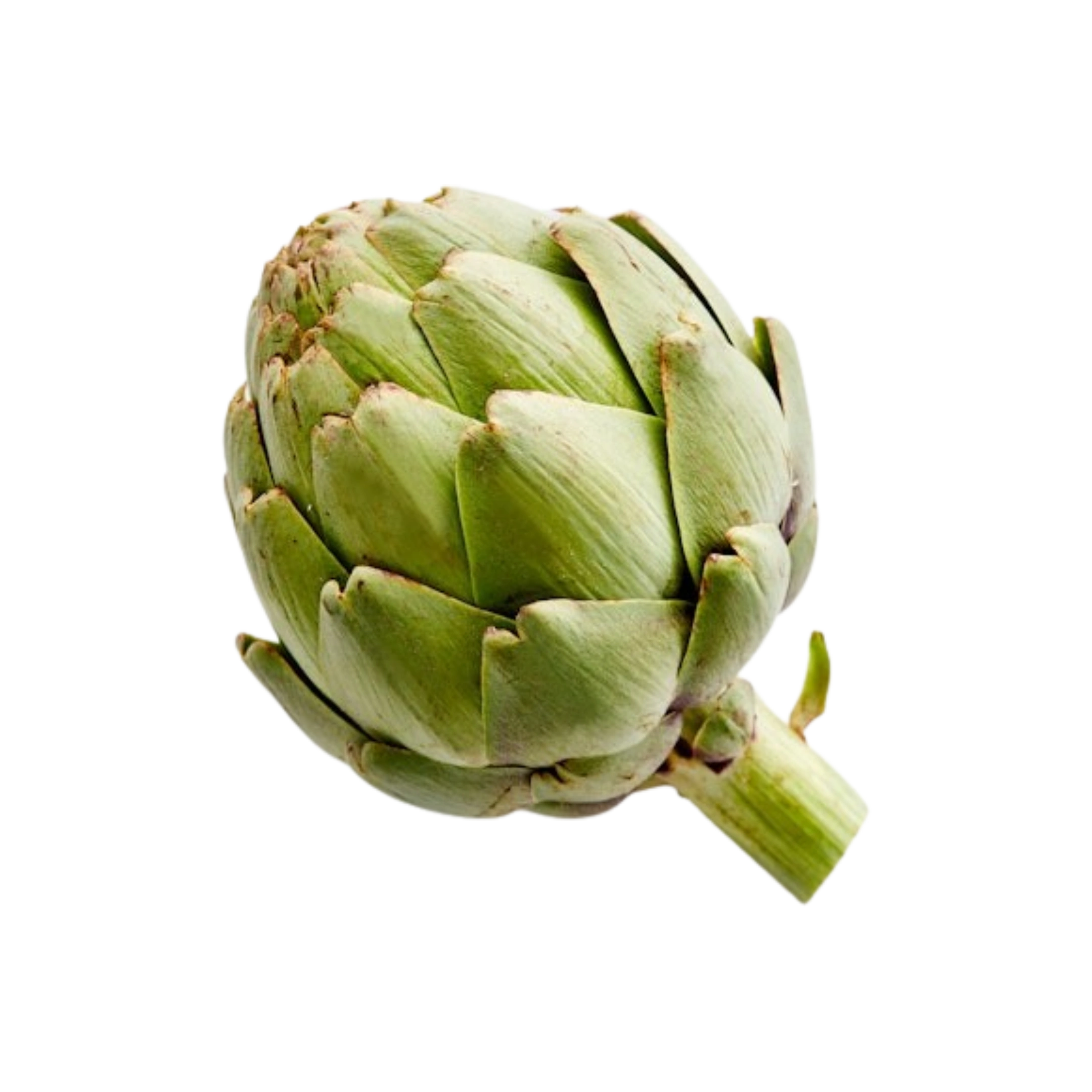 Organic Large Globe Artichoke