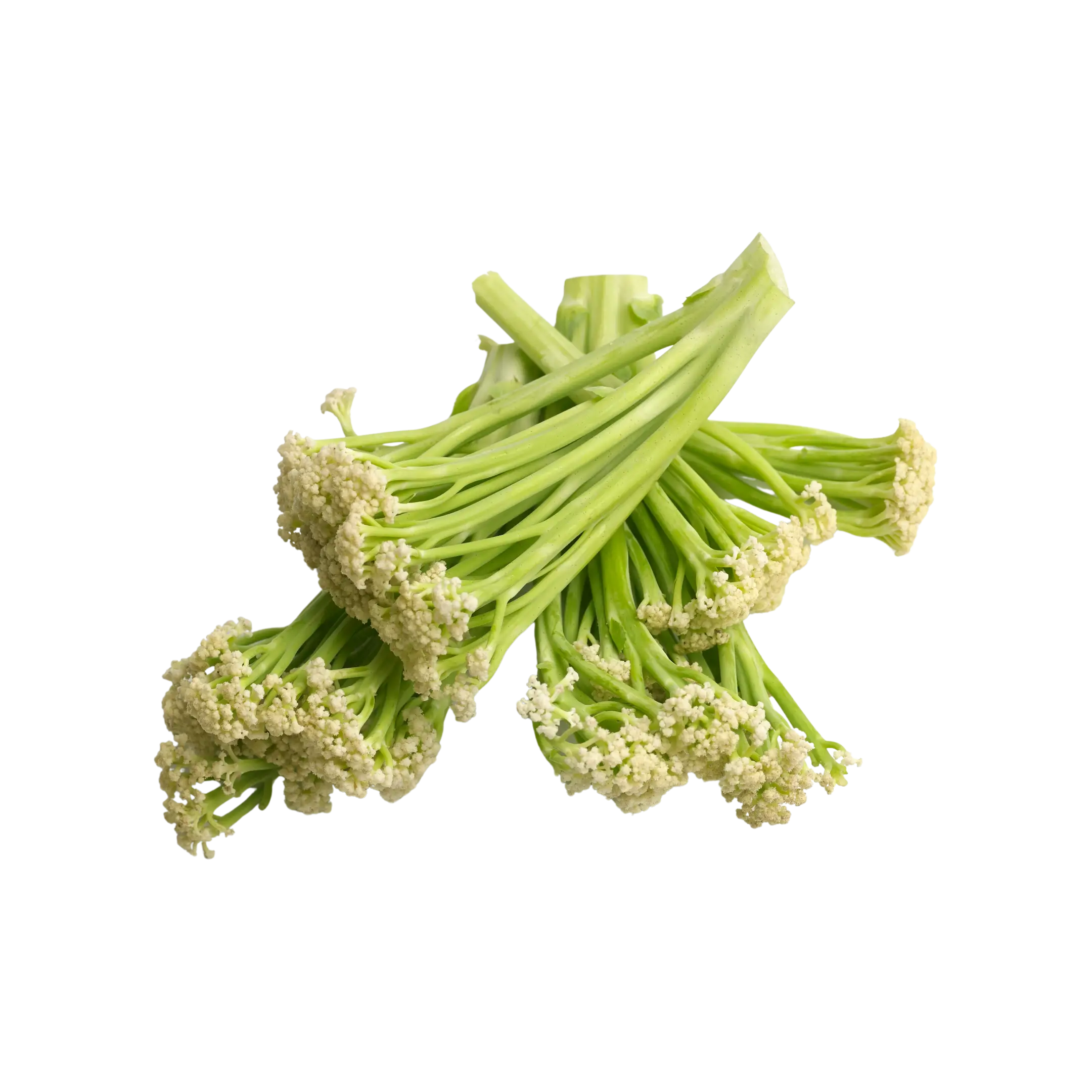 Sprouted Yellow Cauliflower