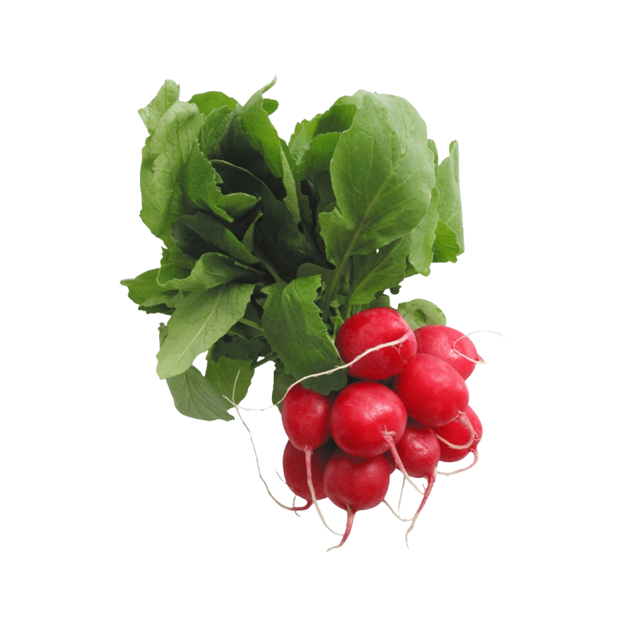 Organic Red Radishes (Bunch)