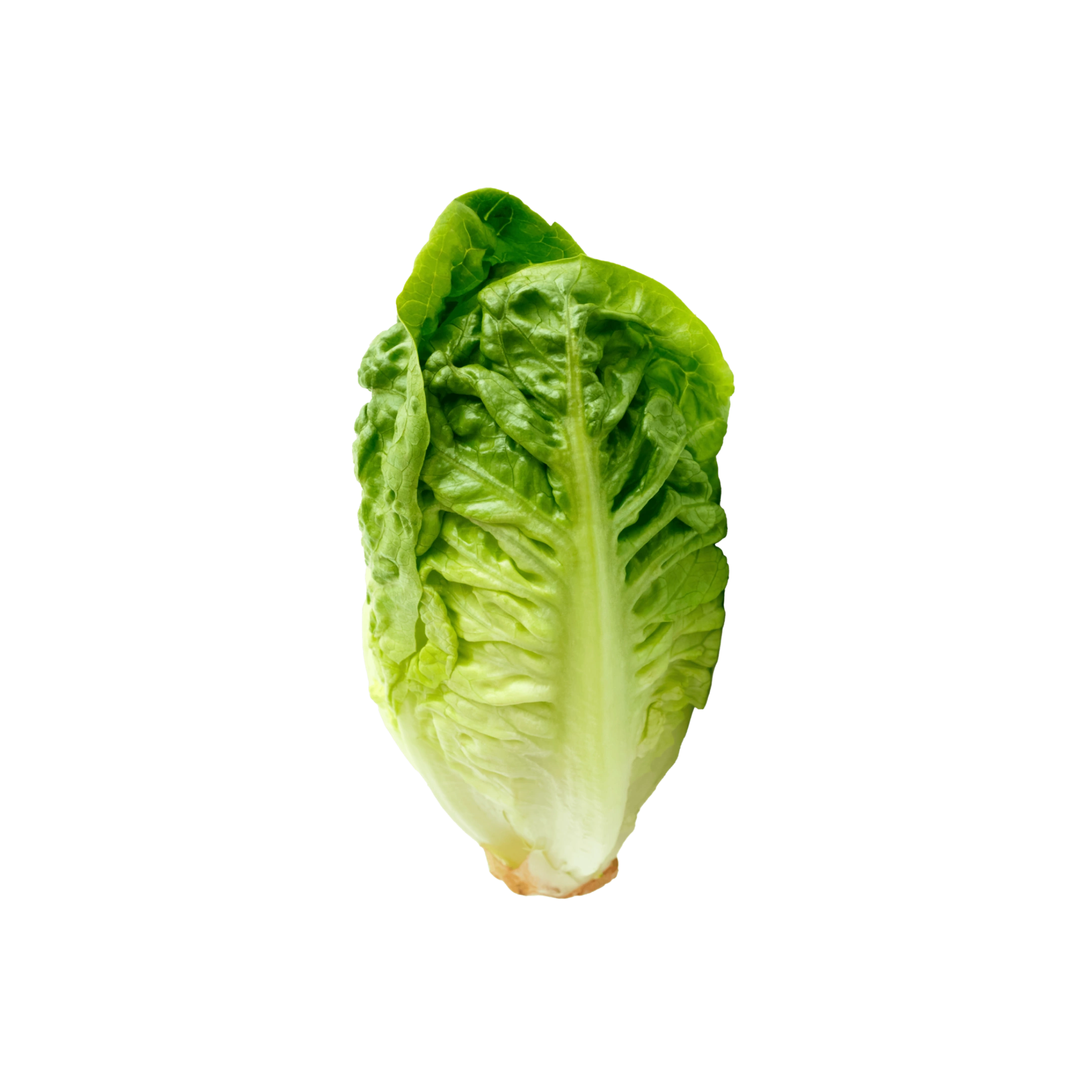 Organic Gem Lettuce