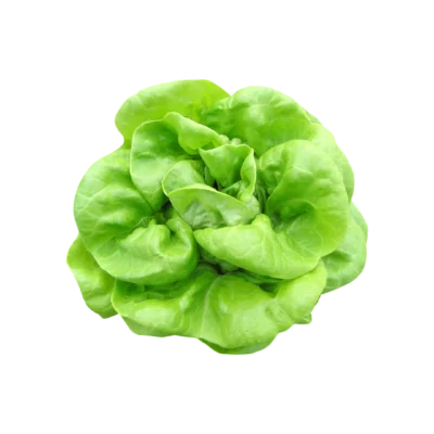 Organic Green Butter letuce