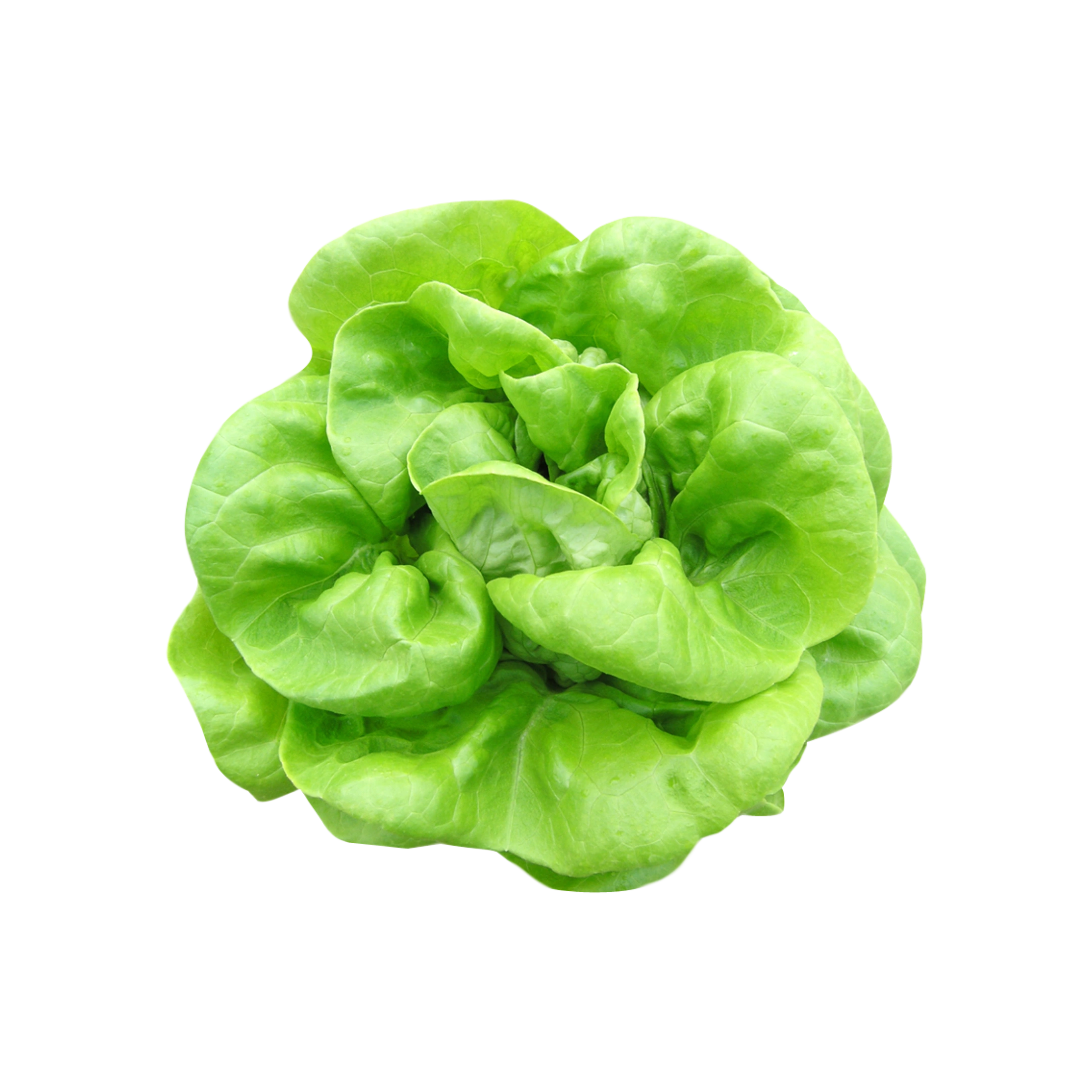 Organic Green Butter letuce