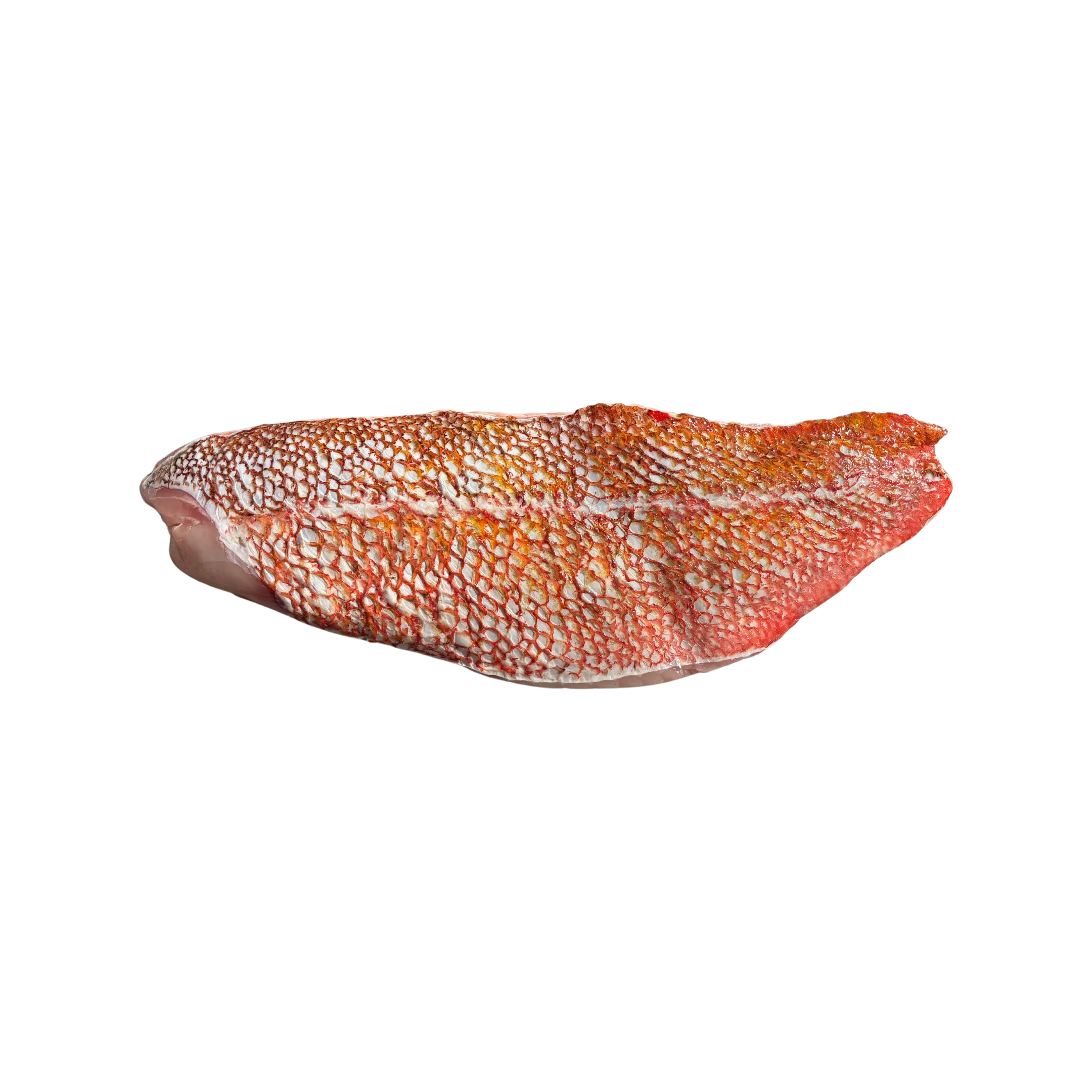 Wild Caught Vermilion Snapper